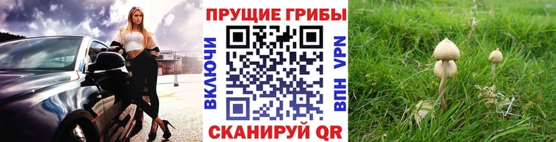 Купить закладки  Торжок  Псилоцибиновые грибы прущие грибы 